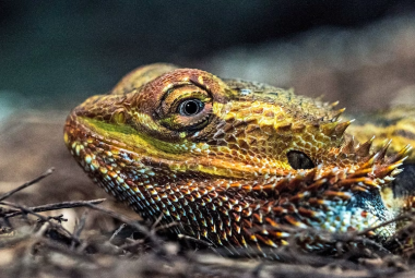 Can bearded dragons eat apples