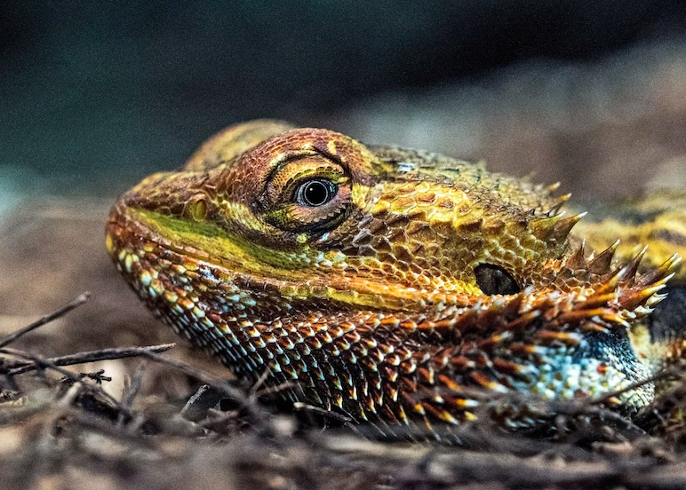 Can bearded dragons eat apples