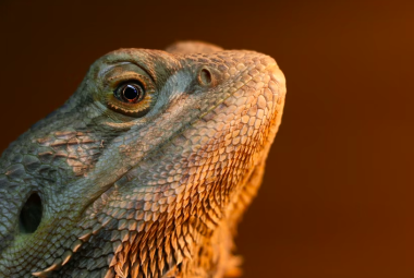 Bearded Dragons eat Bananas