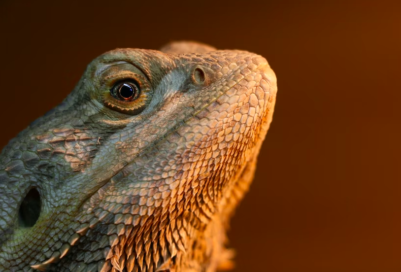 Bearded Dragons eat Bananas