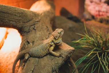 Bearded Dragon Diet, what do bearded dragons eat