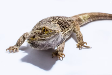 Bearded Dragon Eat Grapes