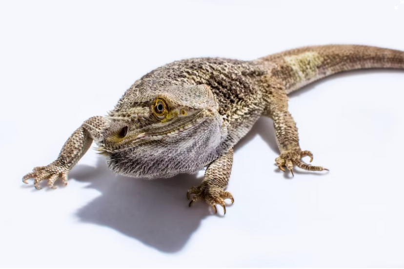 Bearded Dragon Eat Grapes