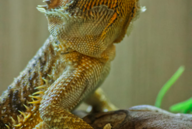 Bearded Dragon Lifespan