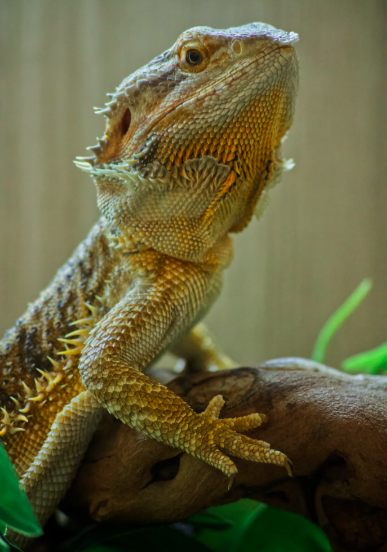 Bearded Dragon Lifespan