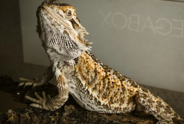 bearded dragons eat spinach