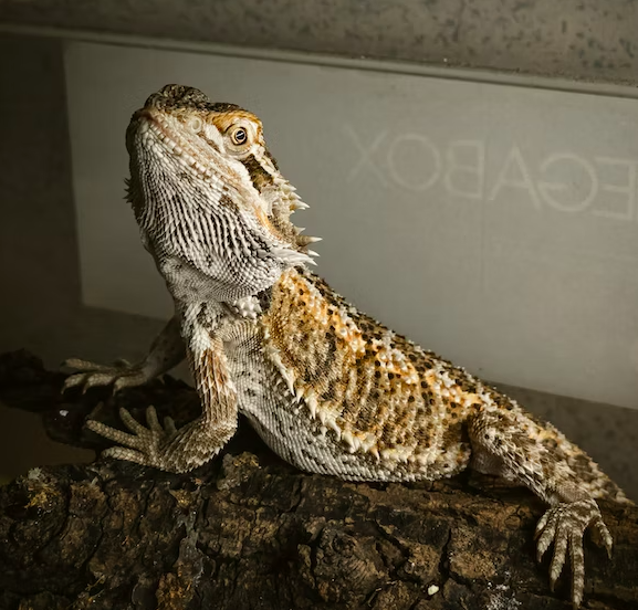 bearded dragons eat spinach