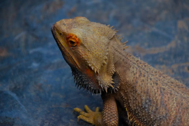 can bearded Dragons eat Strawberries