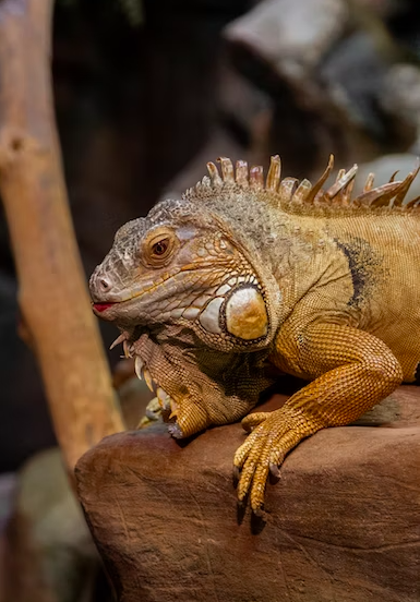 Can Bearded Dragons Eat Tomatoes