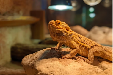 How often do baby dragons poop