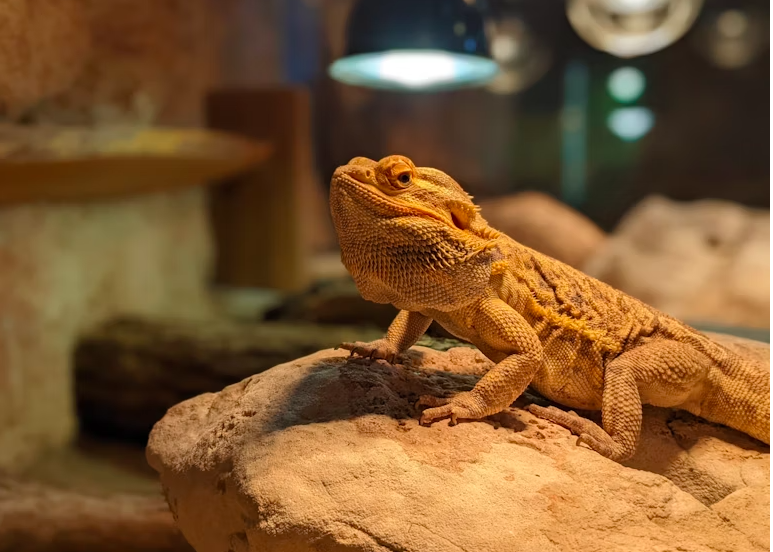 How often do baby dragons poop