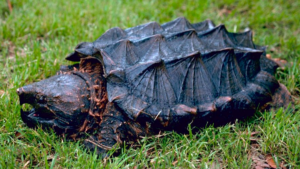 Alligator Snapping Turtle