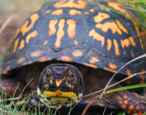 Box turtle