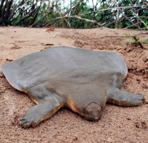 Cantor’s Giant Softshell Turtle, types of turtles