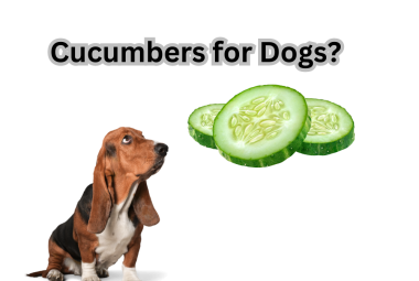 can dogs have cucumbers, Cucumbers for Dogs