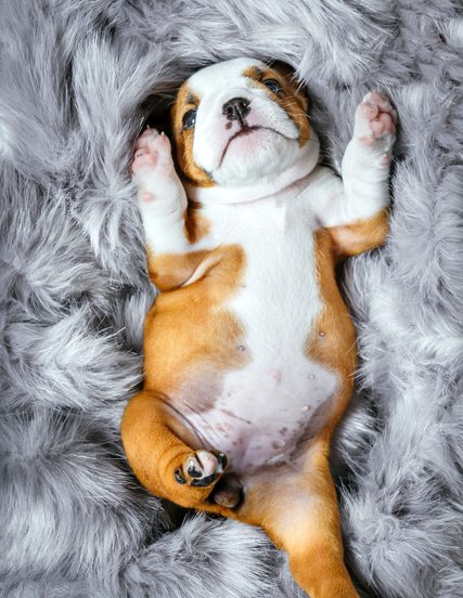 Do Dogs Have Belly Buttons?