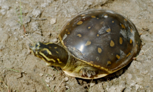 Indian Flapshell Turtle, types of turtles