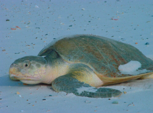 Kemp's Ridley Sea Turtle