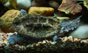 Matamata Turtle, types of turtles