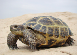 Russian Tortoise