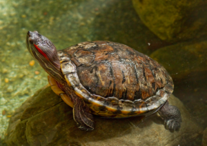 red eared slider