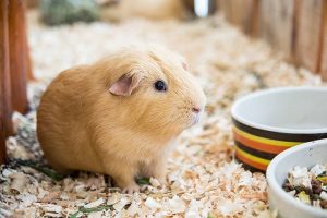 guinea pig breeds