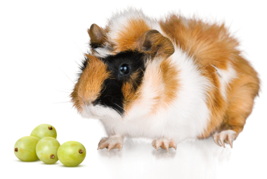 can guinea pigs eat grapes