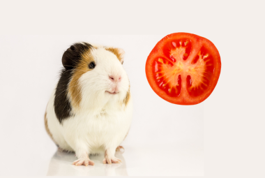 can guinea pigs eat tomatoes