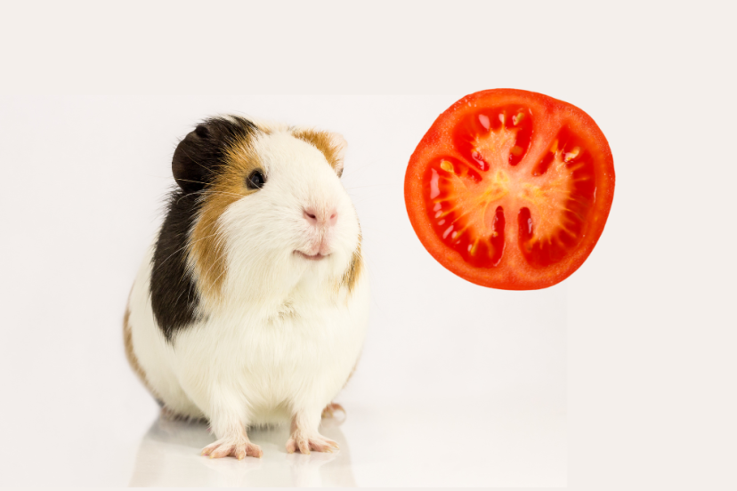 can guinea pigs eat tomatoes