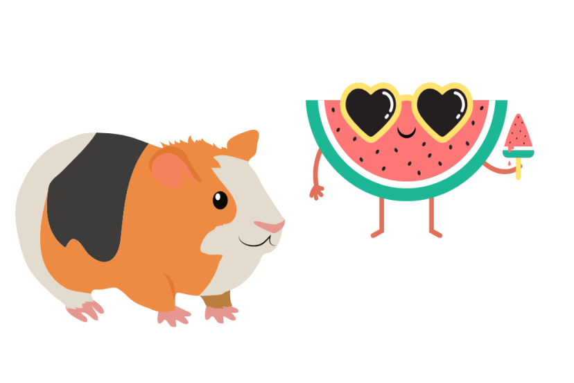 can guinea pigs eat watermelon