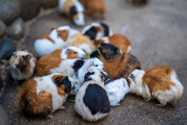 guinea pig breeds