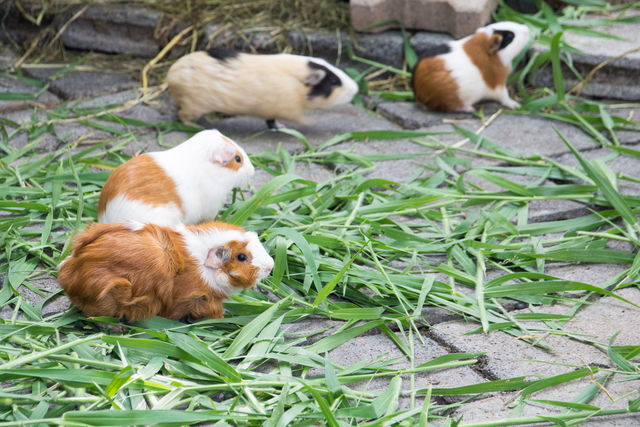 how much are guinea pigs