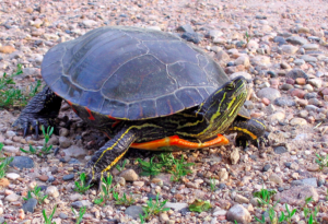 painted turtle