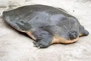 turtle-without-shell