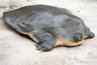 turtle-without-shell