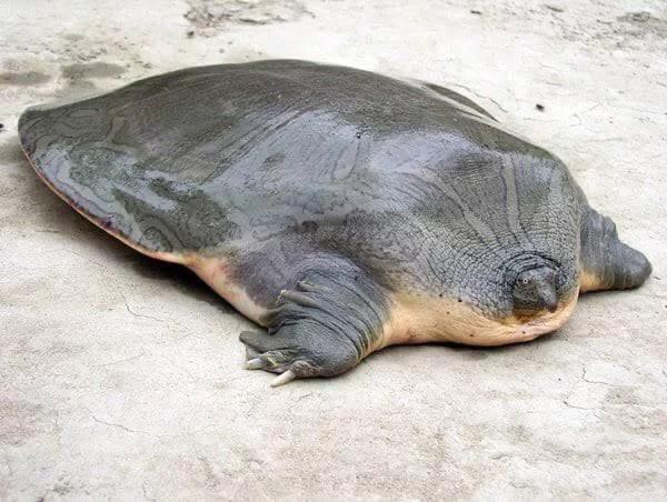 turtle-without-shell