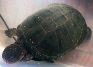 west african mud turtle